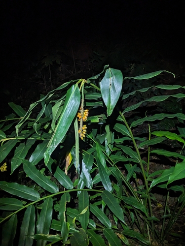 Pleuranthodium racemigerum, photograph 5