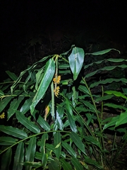 Pleuranthodium racemigerum, photograph (c) Matt B, some rights reserved (CC BY)