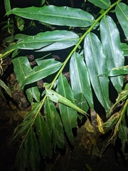 Pleuranthodium racemigerum, photograph (c) Matt B, some rights reserved (CC BY)