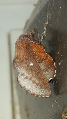 Phyllodesma occidentis