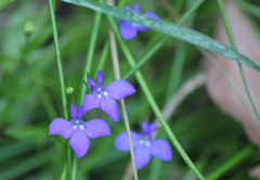 Lobelia erinus
