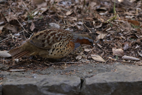 Chinese Bamboo Partridge (Bambusicola thoracicus), photo 3