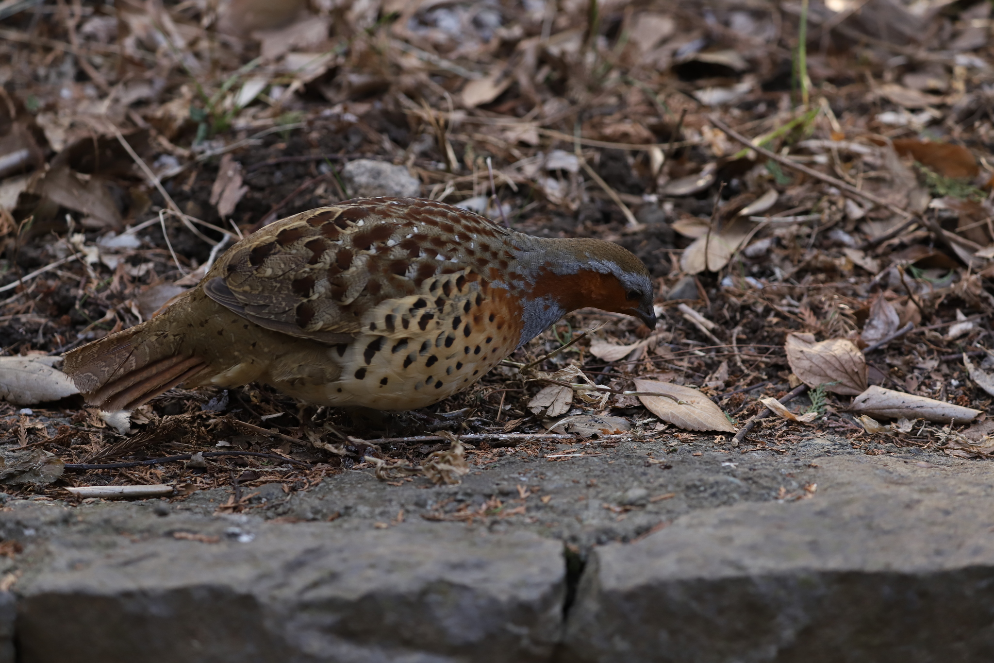 Chinese Bamboo Partridge (Bambusicola thoracicus), photo 5