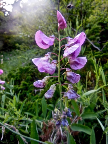 Lathyrus heterophyllus, photograph 6
