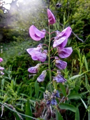 Lathyrus heterophyllus, photograph (c) Karsten Rohweder, some rights reserved (CC BY)