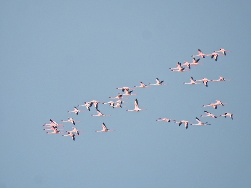 Lesser Flamingo