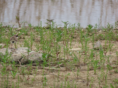Charadrius dubius