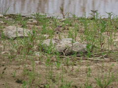 Charadrius dubius