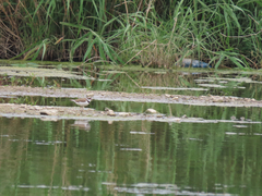 Charadrius dubius