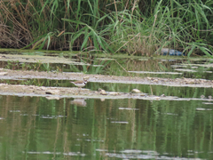 Charadrius dubius