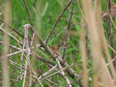 Sinosuthora webbiana