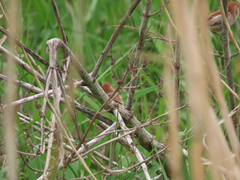 Sinosuthora webbiana