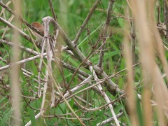Sinosuthora webbiana