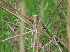 Sinosuthora webbiana
