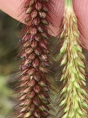 Setaria pallide-fusca