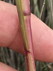 Setaria pallide-fusca