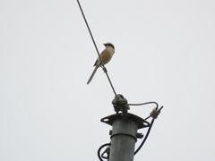 Lanius bucephalus
