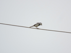 Motacilla alba