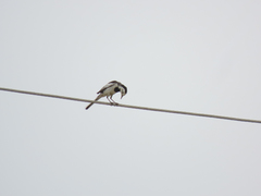 Motacilla alba