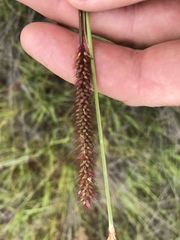 Setaria pallide-fusca