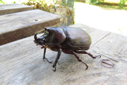 Heterogomphus hopei