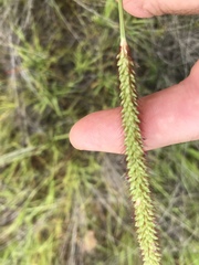 Setaria pallide-fusca