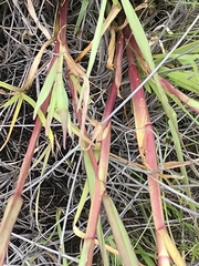 Setaria pallide-fusca