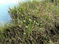 Eriophorum × medium