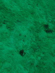 Pseudorhombus dupliciocellatus