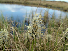 Eriophorum × medium