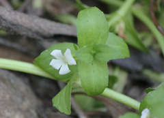 Gratiola peruviana