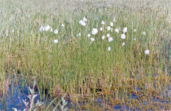 Eriophorum × medium