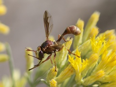 Physocephala marginata