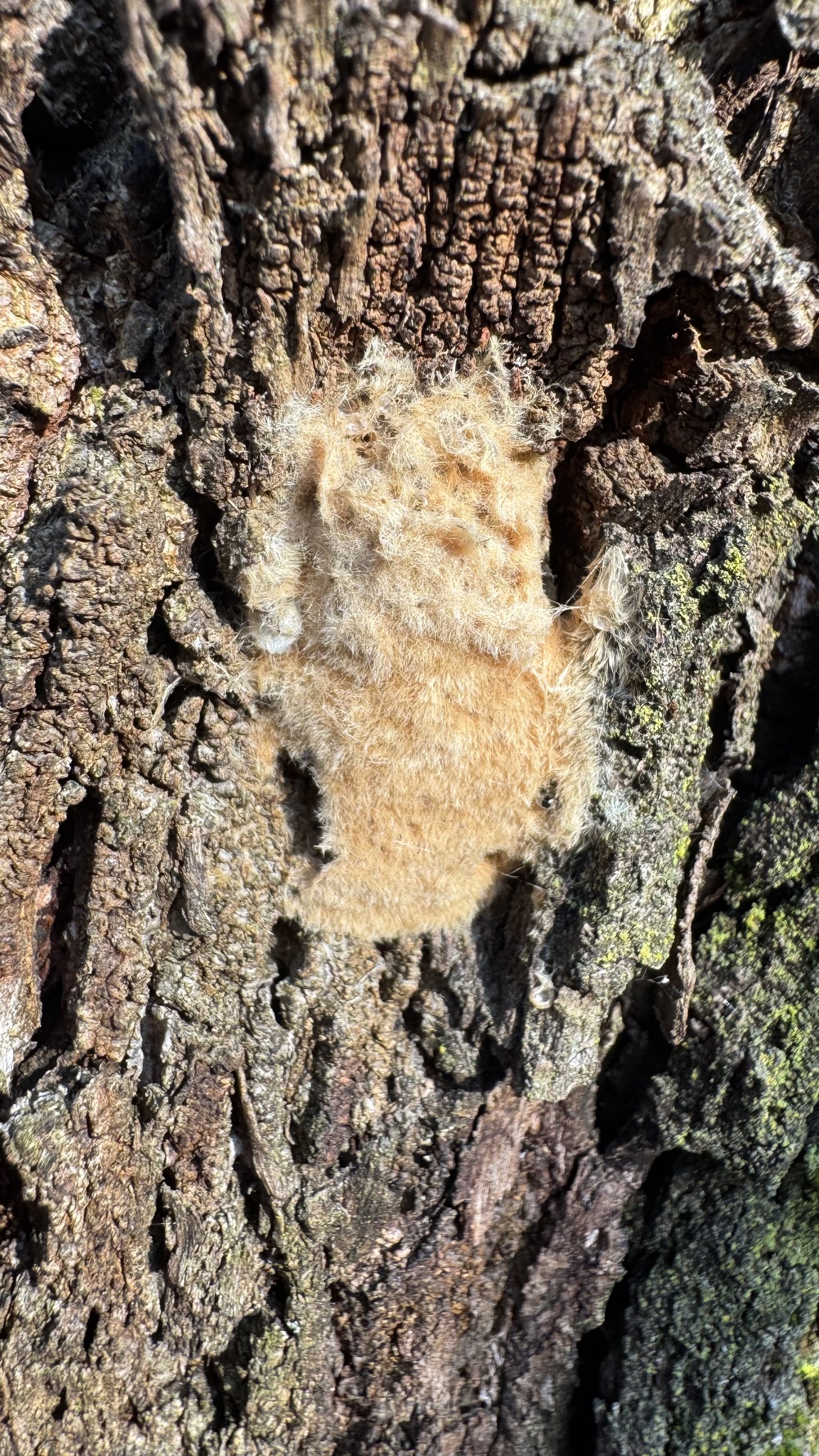 Spongy moth (Lymantria dispar)