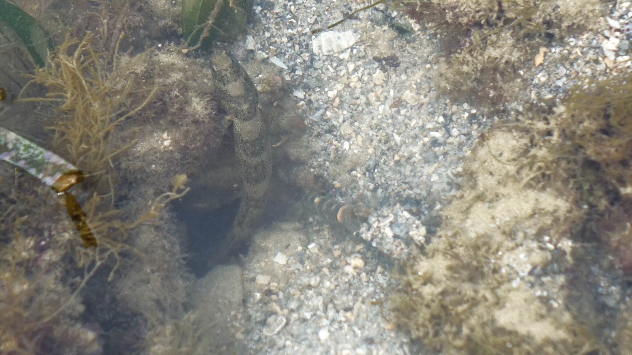 Maude's Shrimpgoby photo 6
