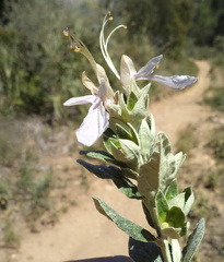 Teucrium fruticans