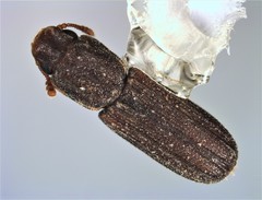 Lasconotus pusillus