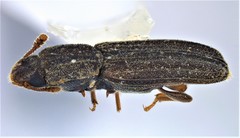 Lasconotus pusillus