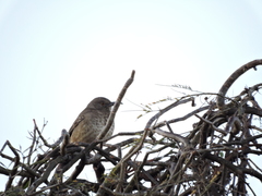 Toxostoma curvirostre