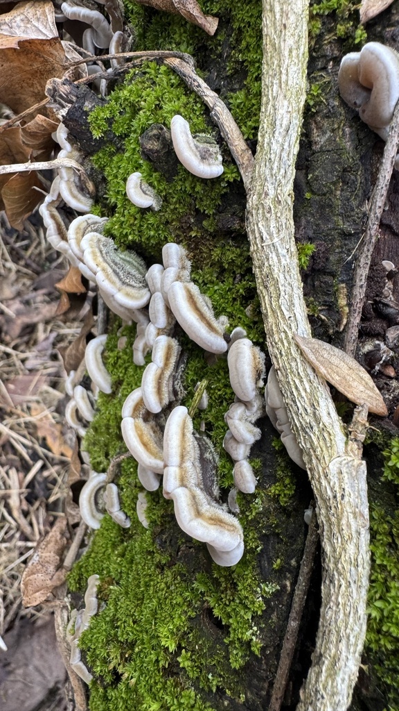 Auricularia mesenterica · January 2026 · photo: © theworldofpaolo (iNaturalist, cc-by)