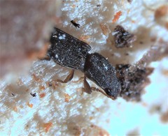 Lasconotus pusillus