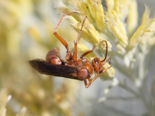 Western Red-tailed Spider Wasp photo 2