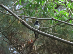 Cyanoptila cyanomelana