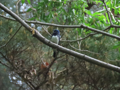 Cyanoptila cyanomelana