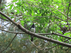 Cyanoptila cyanomelana