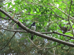 Cyanoptila cyanomelana