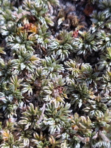 Acaena caespitosa