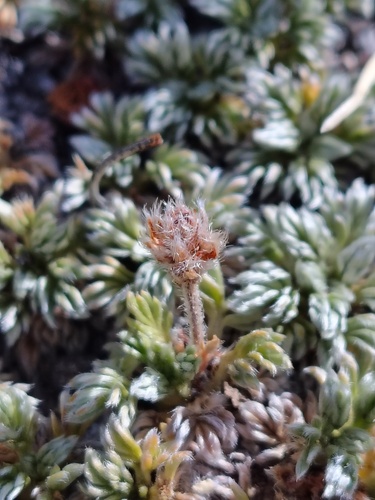 Acaena caespitosa, photograph 2