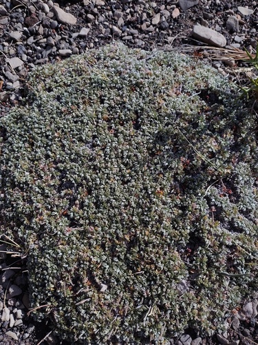 Acaena caespitosa, photograph 5