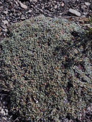 Acaena caespitosa, photograph (c) Felipe Horton, some rights reserved (CC BY)